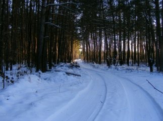 Чоловік, який пішов у ліс і зник, вийшов на зв’язок