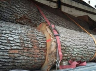 Тячівські поліцейські затримали три вантажівки нелегального лісу