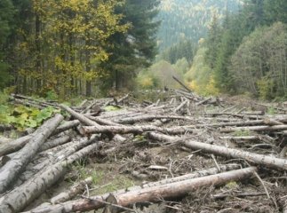 Розслідування вирубки лісу поблизу кордону призвело до гучного звільнення ряду посадовців