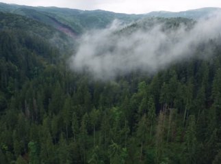 Користувачі мережі милуються неймовірними краєвидами Карпат після дощу