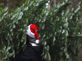 В міськраді оприлюднили інформацію про продаж ялинок у Мукачеві