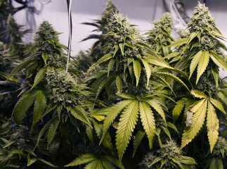 Ужгородець вирощував марихуану на даху багатоповерхівки