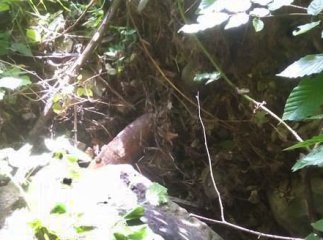 Мешканець Ужгородщини під час збору грибів натрапив на артилерійський снаряд