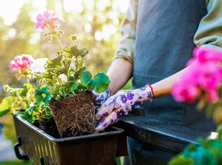 Які дерева потрібно обрізати до квітня