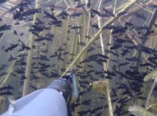 В ужгородському кар’єрі зняли на відео "нашестя" сомів