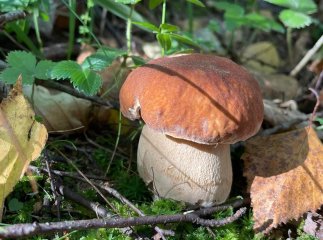 Відомо, де на Закарпатті вже збирають білі гриби Відомо, де на Закарпатті вже збирають білі гриби