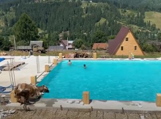 Фейсбук облетіло кумедне відео, яке зняли в Карпатах