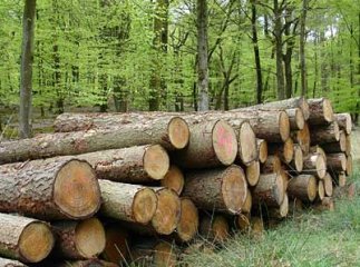 В Рахівському районі чоловік помер від падіння на нього гілки