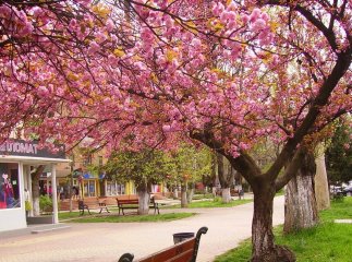 Ужгород готується приймати туристів: буде перекрито кілька вулиць Ужгород готується приймати туристів: буде перекрито кілька вулиць