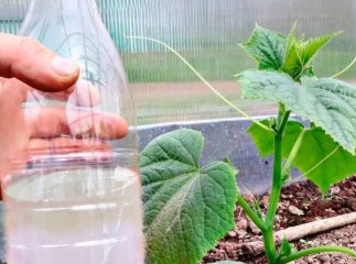 Чим підживити огірки для збільшення врожаю