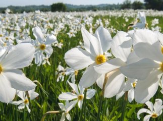 Неймовірна краса на Закарпатті: в області квітне унікальна Долина нарцисів