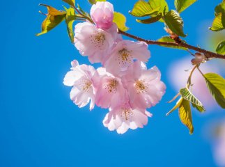 Сакури в Мукачеві: список локацій та коли вони цвістимуть