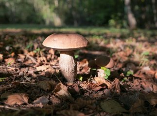 Де шукати гриби і як правильно їх збирати