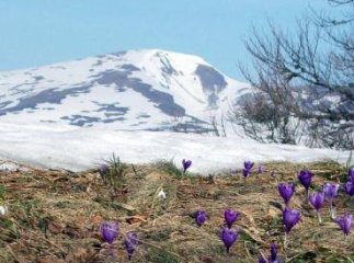 Сніг і весняні квіти: у мережі показали, як зима зустрічає весну