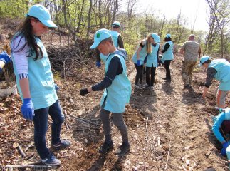На місці вирубаного лісу у Мукачівському районі висадили цінні породи дерев