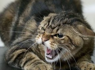 У селі на Хустщині виявили сказ
