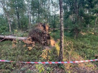 На Берегівщині виявили сховок з мінами та набоями