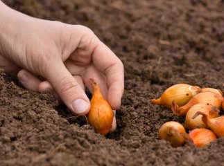 Коли садити цибулю весною та кілька порад, як підготувати ґрунт