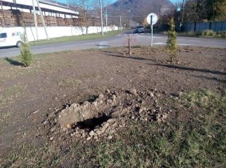 У Мукачеві вкрали понад 20 нещодавно висаджених дерев