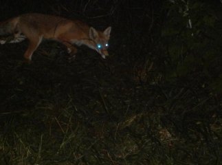 У Боздоському парку Ужгорода завелись лисиці