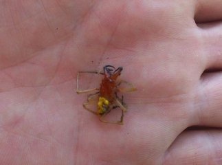 В Ужгороді невідомий павук вкусив чоловіка