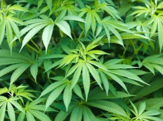 Патрульні виявили в молодого ужгородця наркотики