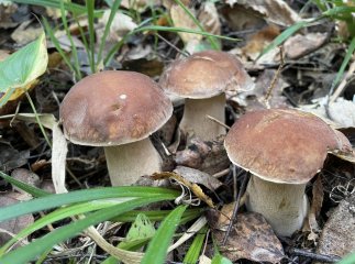 У лісах Закарпаття триває грибний сезон У лісах Закарпаття триває грибний сезон