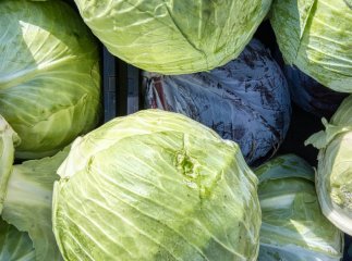 Ціни на популярний овоч продовжують падати: скільки коштує кілограм капусти