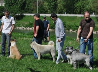 Ікла, лапи, шерсть: собаки змагались на міському пляжі