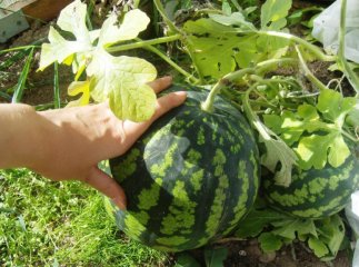 На Закарпатті вже продають тепличні кавуни. Названо ціну одного кілограма