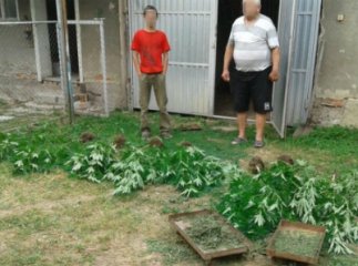 На Мукачівщині правоохоронці виявили плантацію коноплі