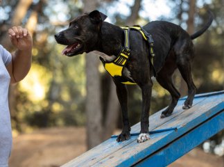 Пес-митник виявив на кордоні валюти на 4 мільйони гривень за раз