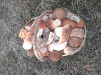 Грибний сезон: закарпатці у соцмережах діляться фотографіями своїх знахідок