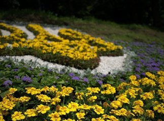 В Ужгороді планують облаштувати дві нові клумби – у формі вишиванки та у формі герба України