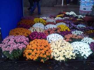 Частина центру Мукачева у вінках та квітах (ФОТО)
