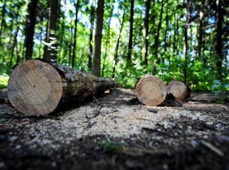 На Хустщині дерево вбило чоловіка