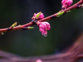 Якою буде погода на Закарпатті цього тижня та коли прийдуть дощі