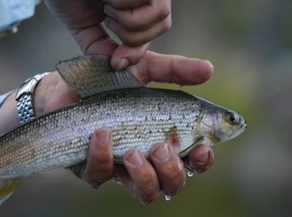 У водойми Карпат випустили 300 тисяч мальків, частину з яких заборонено ловити