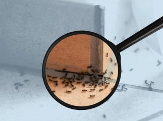 Мурахи в будинок більше не сунуться: чим відлякати комах