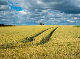 Понад 350 тисяч гектарів землі продали в Україні торік: відомі ціни