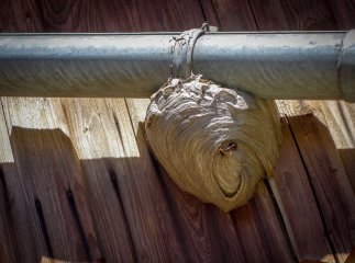 Як безпечно позбутися осиного гнізда та чи треба це робити