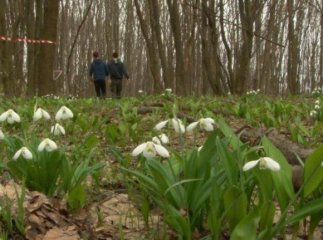 Лісівники Закарпаття розпочинають рейди із вилучення первоцвітів