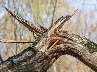 На трасі «Мукачево — Львів» вітер повалив близько 20 дерев: є постраждалі