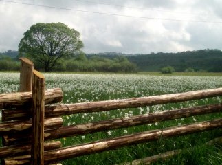 На Хустщині у Долині нарцисів розцвіли перші квіти
