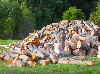 В Україні частково змінили правила заготівлі деревини