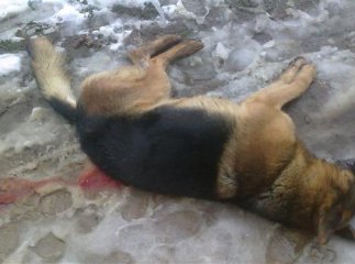 У мікрорайоні Підгоряни чоловік серед білого дня застрелив собаку (ФОТО 18+)