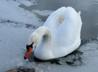 Закарпатські рятувальники не дали лебедю загинути