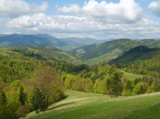 Порушники можуть втратити 1 мільйон гривень за завдані закарпатській природі збитки