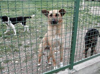 В обласному центрі до кінця року планують побудувати притулок для собак (ВІДЕО)
