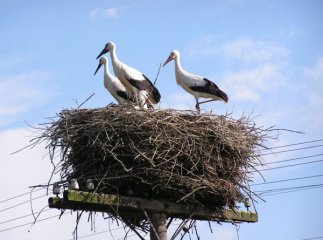 На Закарпаття вже прилетіли лелеки
